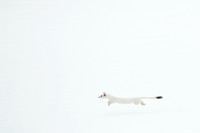 Catch Me if You Can