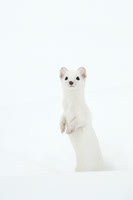 Winter Weasels, Hares, Raccoons, Spiders