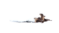 Three Otters Fishing Hole
