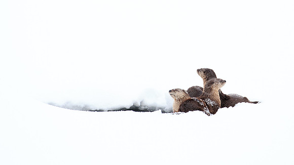 Three Otters Fishing Hole