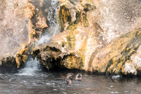 Hot-Potting Otters