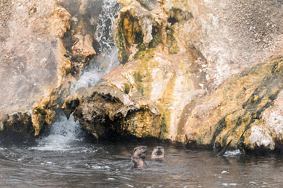 Hot-Potting Otters