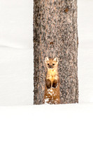 Pine Tree Marten
