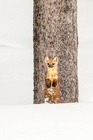 Pine Tree Marten