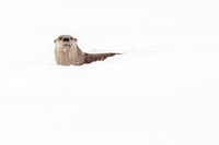 Otter Pop Up