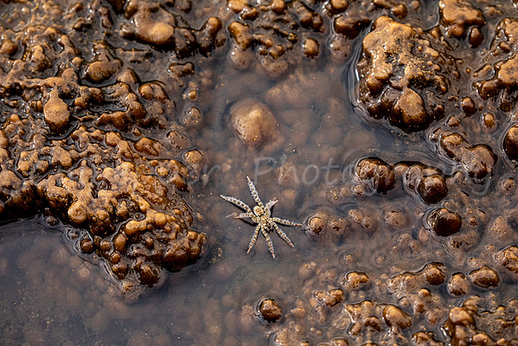 Wolf Spider 2