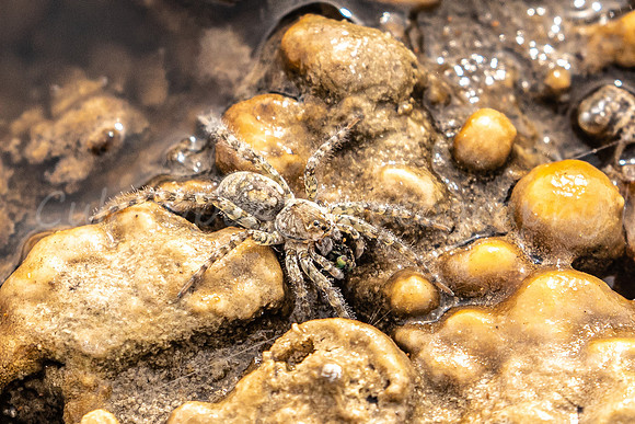 Wolf Spider