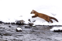 River Pine Marten