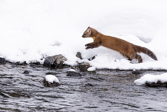 River Pine Marten