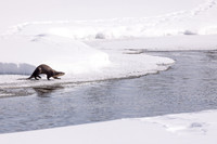 River Otter on River