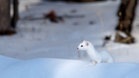 Wily Weasel