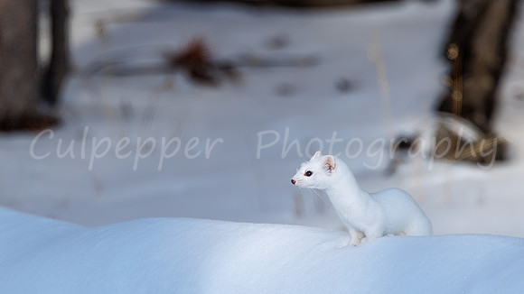 Wily Weasel