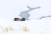 Two Peeking Otters