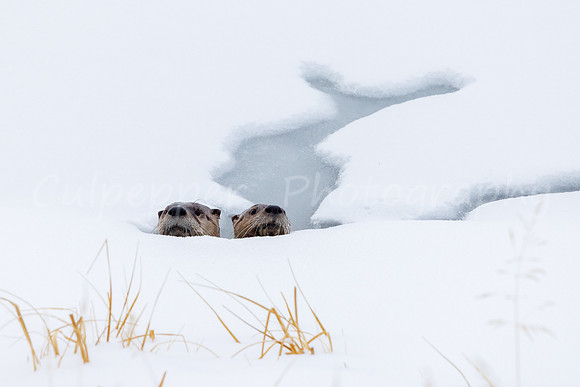 Two Peeking Otters