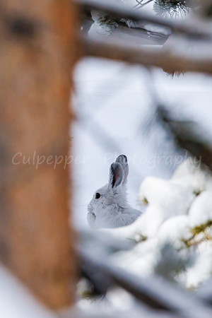 Framed Hare