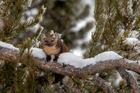 Snowy Marten
