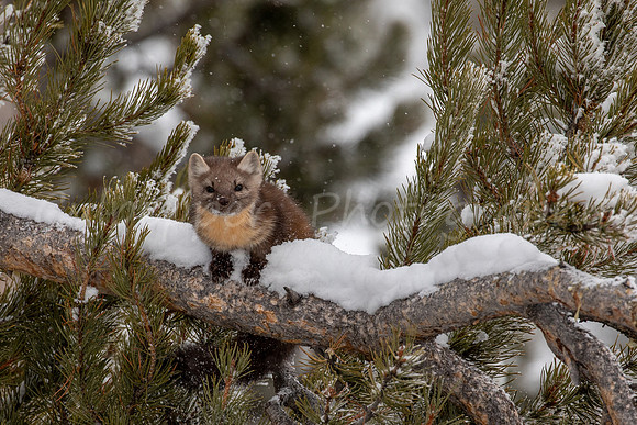 Snowy Marten