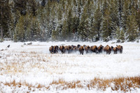 Bison Stampede