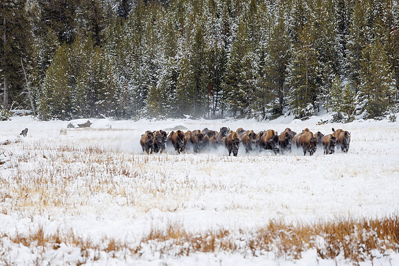 Bison Stampede