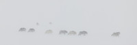 Is it a Wolf Dream?