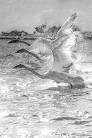Cygents in Flight B+W