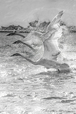 Cygents in Flight B+W