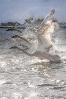 Cygnets in Flight