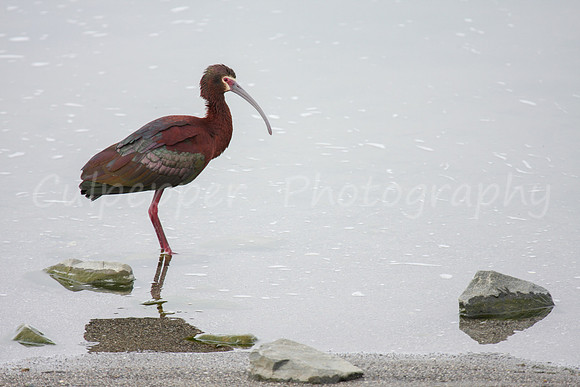 White-faced Ibis