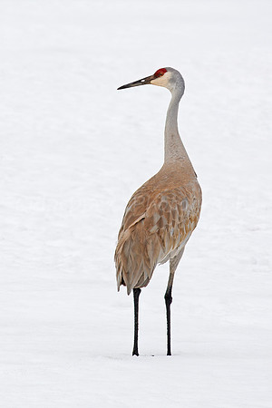 Sandhill Crane on Snow
