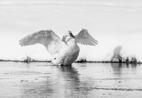 Swan Wings B+W