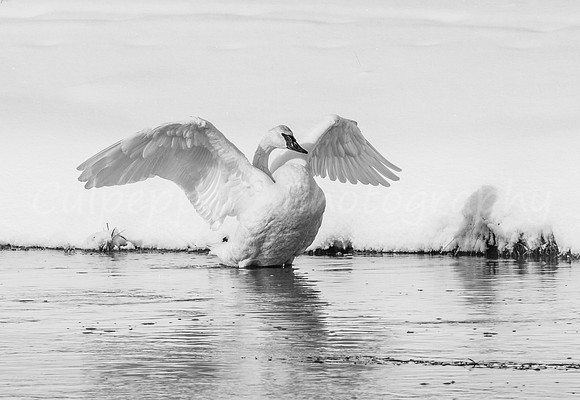 Swan Wings B+W