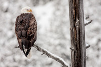 Winter Eagle