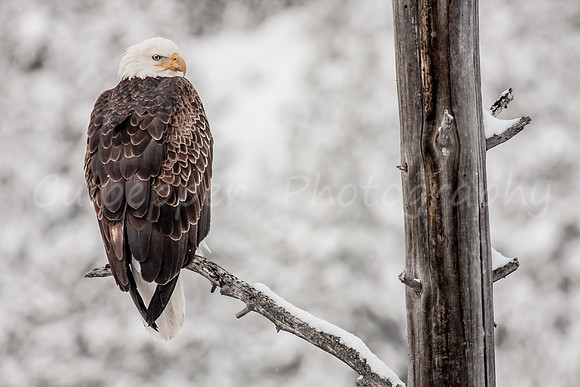 Winter Eagle