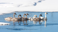 Seven Swans a Swimming
