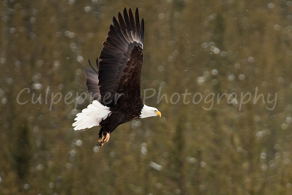 In Flight