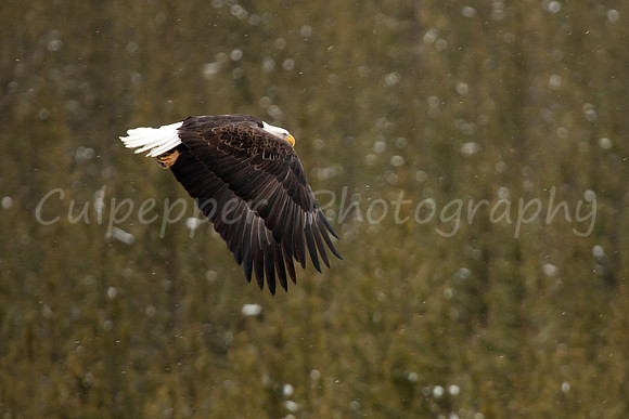 In Flight 2
