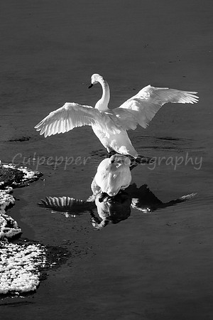 Standing in the Reflection B+W