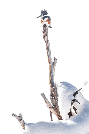 Kingfisher on light