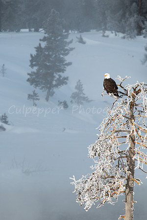 Perfect Perch