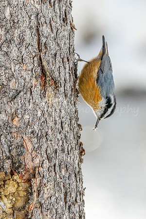 Red-breasted Nuthatch