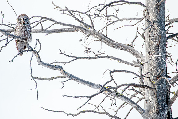 Great Gray Owl & Tree