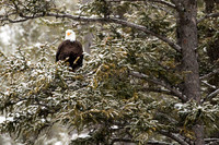 Eagle in Tree