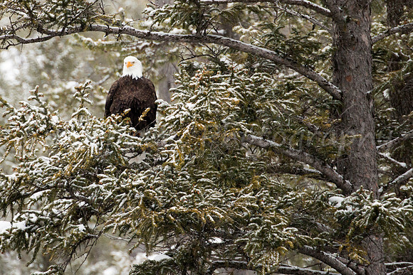 Eagle in Tree
