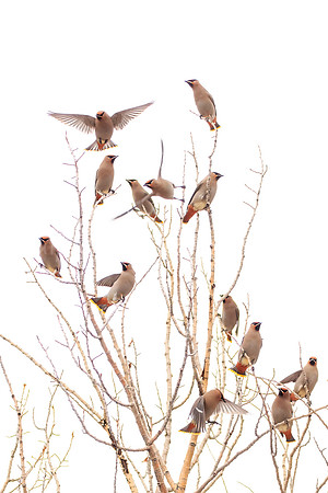 Bohemian Waxwings