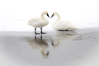 Heart Swans
