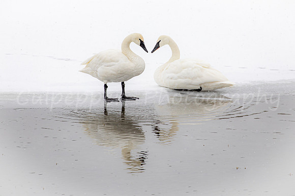 Heart Swans