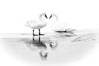 Heart Swans B+W