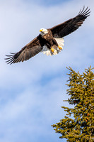 Eagle Wingspan with Tree