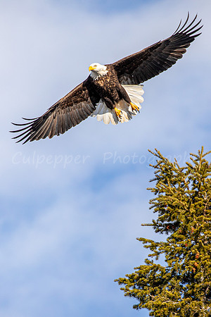 Eagle Wingspan with Tree