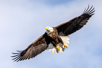 Eagle Wingspan